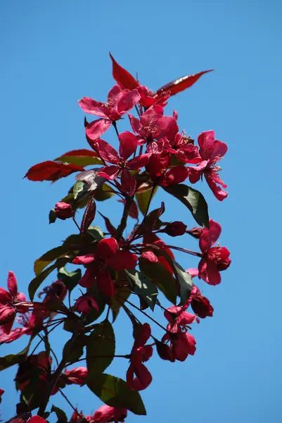 Bloeiende appelboom met roze bloemen boven de blauwe hemel — Stockfoto