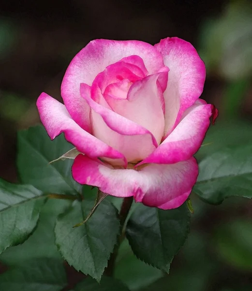 Rosa rosa hermosa sobre fondo verde oscuro —  Fotos de Stock