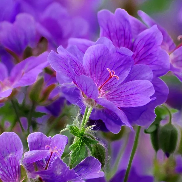 Schöne lila Blumen — Stockfoto