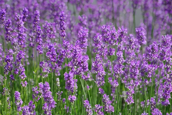 Vacker lila lavendel — Stockfoto