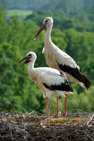 white stork in the nest with baby close-up on green background