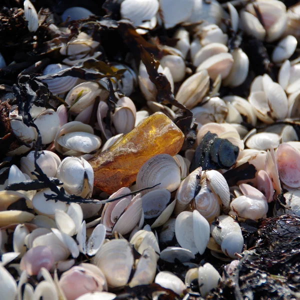 Baltischer Bernstein zwischen den Muscheln am Meer — Stockfoto