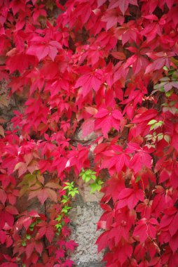sonbaharda kırmızı sarmaşık yaprakları
