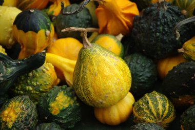 Bir sürü dekoratif balkabağı