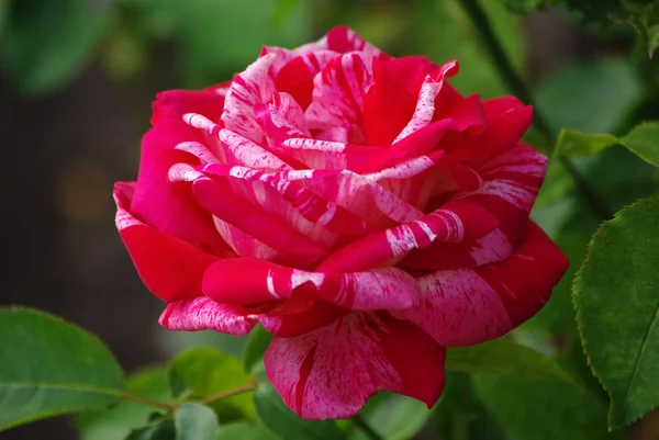 Hermosa Rosa Sobre Fondo Verde Oscuro — Foto de Stock