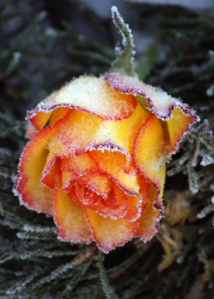 Hermosa Rosa Naranja Hielo —  Fotos de Stock