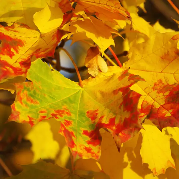 Herbst Ahorn Gelbe Blätter — Stockfoto