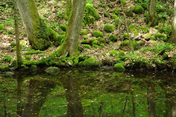 Lac Forestier Vert Ombragé — Photo
