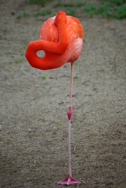 Pembe Flamingolar Tek Ayak Üstünde Uyur — Stok fotoğraf