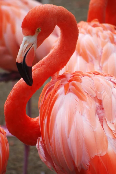 Foto Flamingos Rosa — Fotografia de Stock