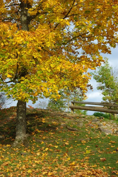 黄色のカエデ秋の公園 — ストック写真