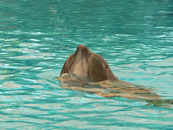 Zwei ausgebildete Delfine im Aquarium — Stockfoto