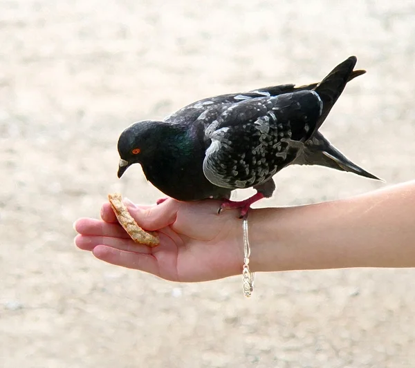 Pombo comendo pão da mão — Fotografia de Stock