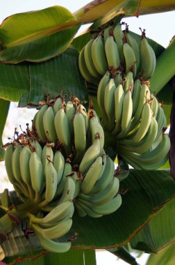 Bir avuç küçük yeşil muz palmiye ağacında