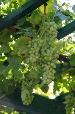 Bir Yunan evinde asılmış üzümler