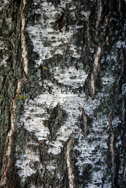 Casca Natural Textura Vidoeiro — Fotografia de Stock