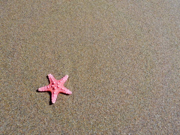 Estrella Mar Playa — Foto de Stock