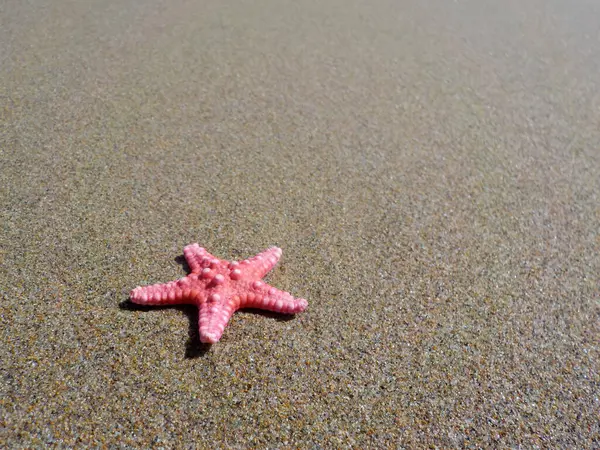 Estrella Mar Playa — Foto de Stock