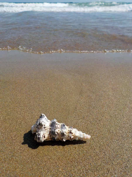 Mušle Písečné Pláži — Stock fotografie