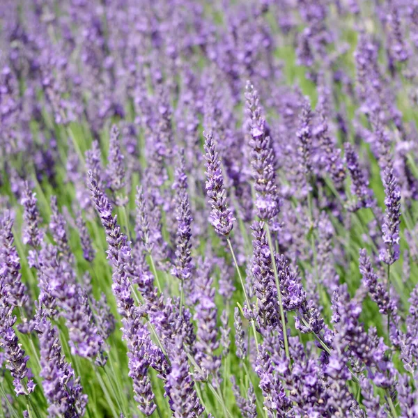 Teppich Aus Schönem Violettem Lavendel — Stockfoto