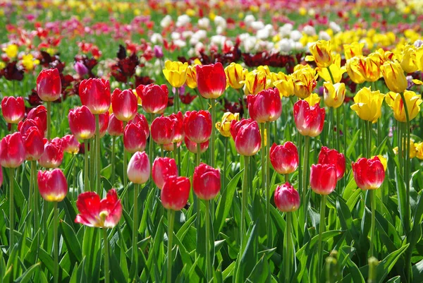 Belas Tulipas Multicoloridas Primavera — Fotografia de Stock