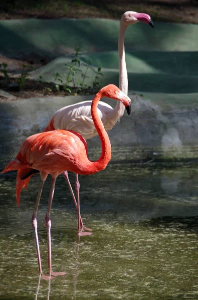 Dois Flamingos Cor Rosa Água — Fotografia de Stock