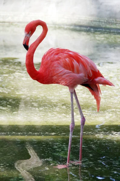 Flamingos Rosa Água — Fotografia de Stock