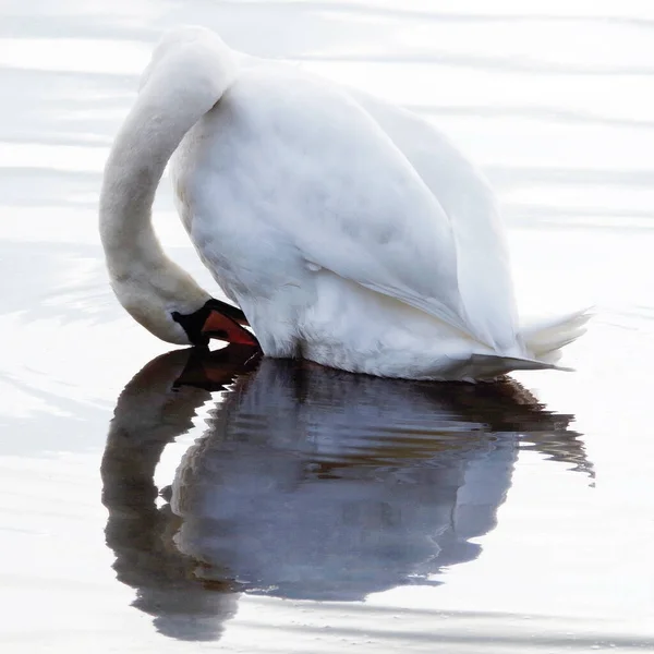 Cigno Bianco Sta Pulendo Piume Acqua — Foto Stock