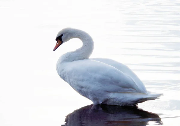 Cisne Branco Água — Fotografia de Stock