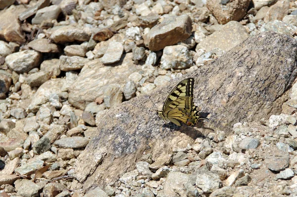 Beautiful Butterfly Sits Stone — Stock Photo, Image