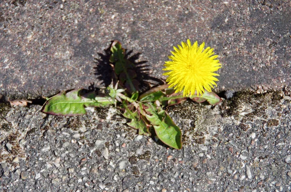 Allegro Dente Leone Giallo Germogliato Attraverso Asfalto — Foto Stock