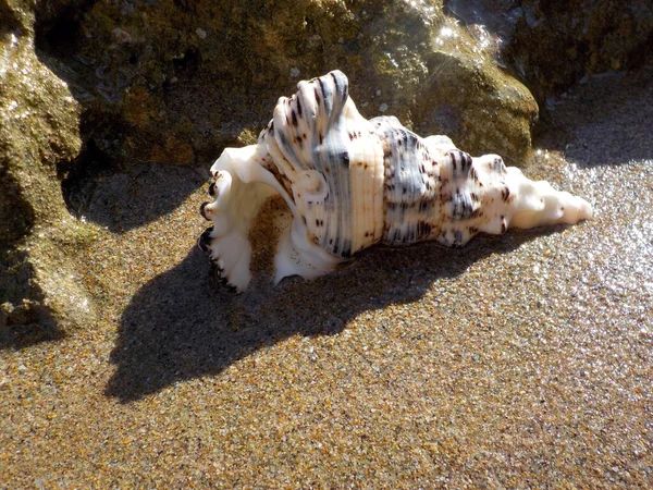 Kagyló Homokos Tengerparton — Stock Fotó