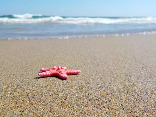 Морские Звезды Песке Пляже — стоковое фото