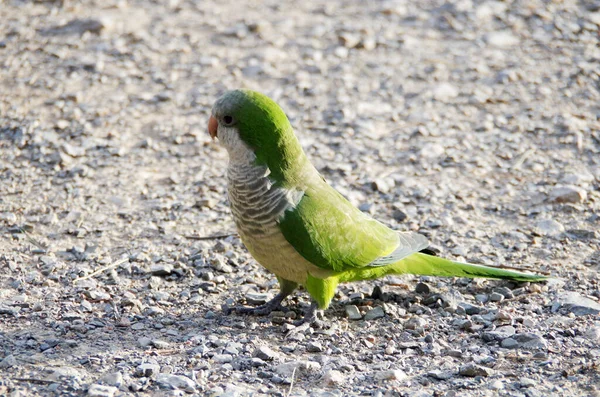 Pequeno Papagaio Verde Caminha Chão — Fotografia de Stock