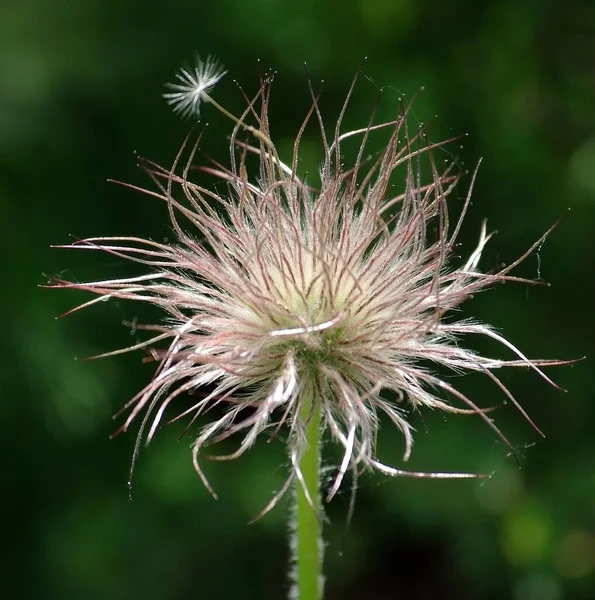 春にはふわふわの植物が — ストック写真