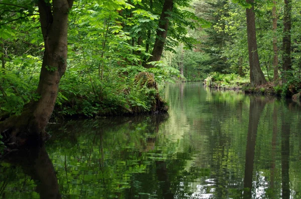 Canal Dans Réserve Biosphère Spreewald Allemagne Europe — Photo
