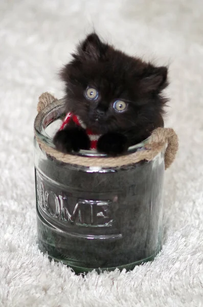 Маленький Милый Черный Котенок Сидит Стеклянной Банке — стоковое фото