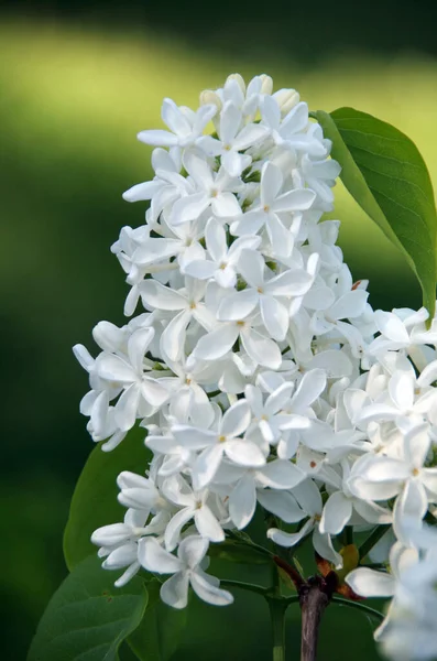 Çiçek Arkaplanda Yaprakları Olan Beyaz Leylak Çiçekleri Dalı — Stok fotoğraf