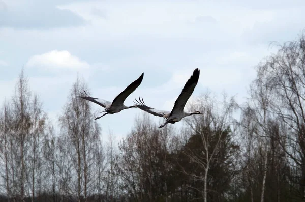 Een Paar Kranen Tijdens Vlucht — Stockfoto