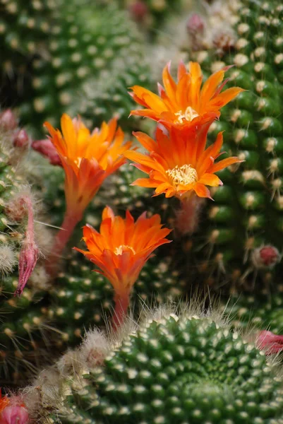 Fiori Arancio Cactus — Foto Stock