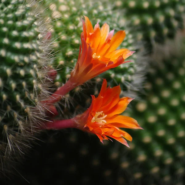 Fiori Arancio Cactus — Foto Stock