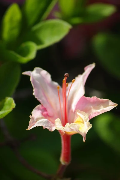 Vacker Rosa Rhododendron Mörk Bakgrund — Stockfoto