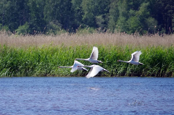 Beautiful White Swans Fly River — Stock Photo, Image