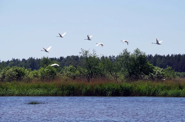 美丽的白天鹅在河上飞翔 — 图库照片