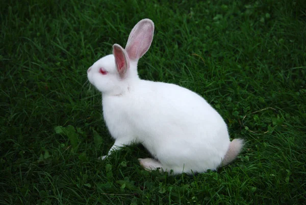 Niedliches Weißes Kaninchen Auf Grünem Gras — Stockfoto