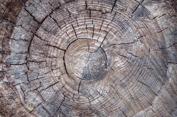 Tagliare Albero Molto Grande Vecchio — Foto Stock