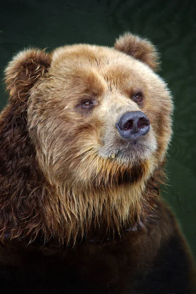 Καφέ Αρκούδα Closeup Πορτρέτο — Φωτογραφία Αρχείου