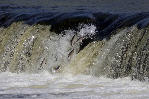 Poissons Volants Cascade Ventas Rumba Kuldiga Lettonie — Photo