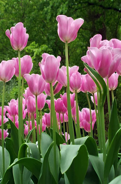 Belas Tulipas Cor Rosa Primavera Tempo Closeup — Fotografia de Stock