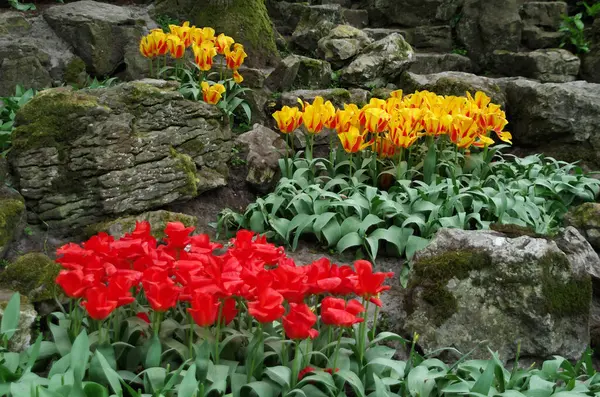 Belas Tulipas Vermelhas Amarelas Primavera — Fotografia de Stock